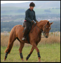 Blacklaw Firestorm 2003 mare by Busk Hill Gunner